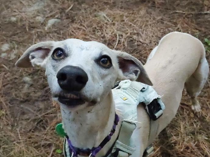 Special Needs Doggy Daycare