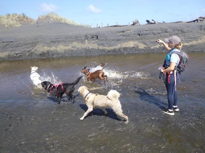 dog daycare