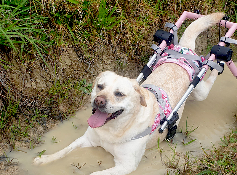 Dog Daycare Auckland, Dog Hotel The Doggery, Auckland, NZ